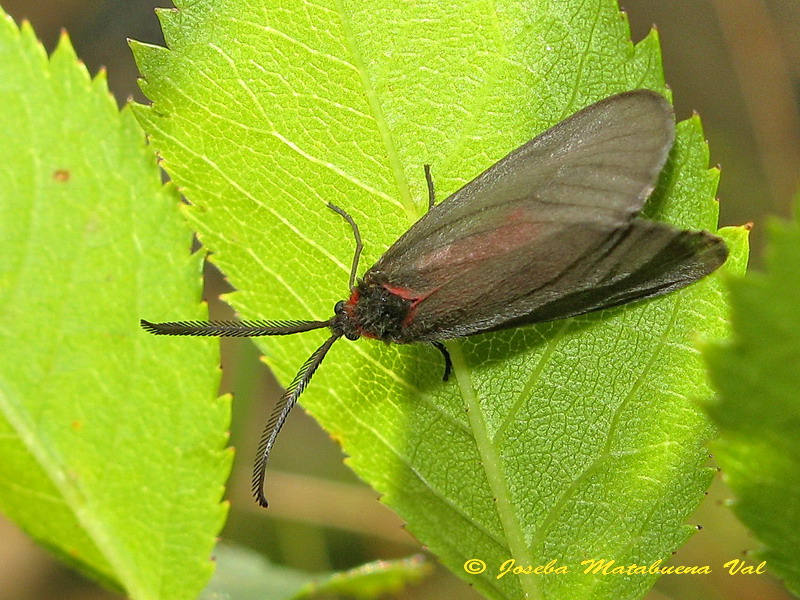 Aglaope infausta - Zygaenidae